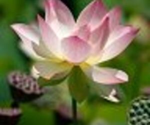 Autumnflower19