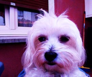 Paco 