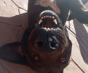 Pedro