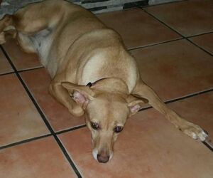Amparo