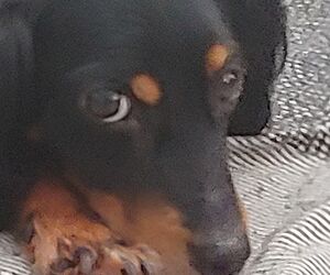 Josefina