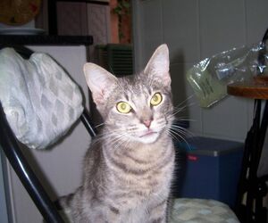 mika