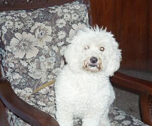 Isa