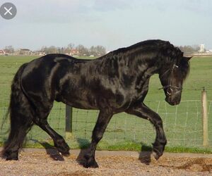 Pellaire