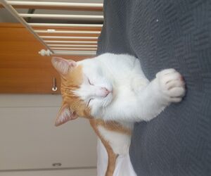 Kaii