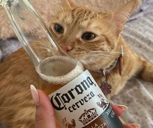 Perro come per