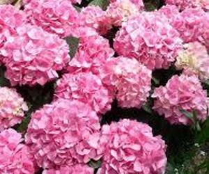 flora