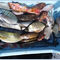 PESCA EN TIERRA POR ZONA PUERTO DE ANDRATX