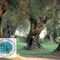 Dí­a Mundial del Olivo 2022. Oleotour Palma City.