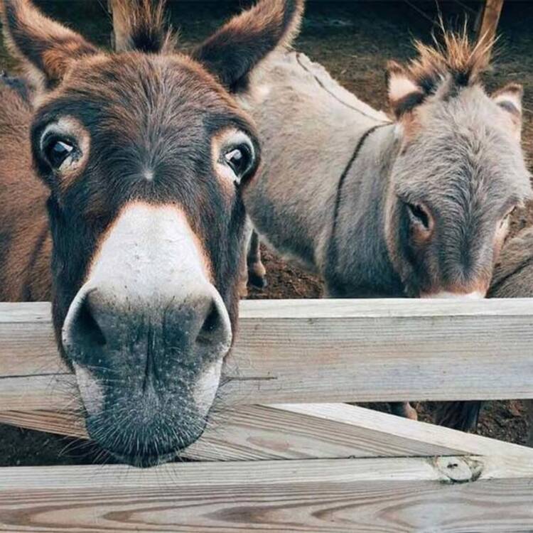Foto de perfil de Perdut